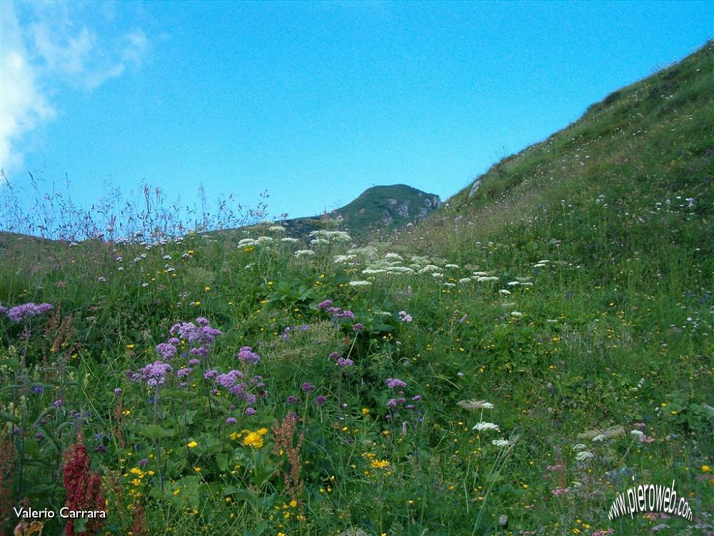 Tanti altri fiori sempre nella conca dei Campelli (1).jpg